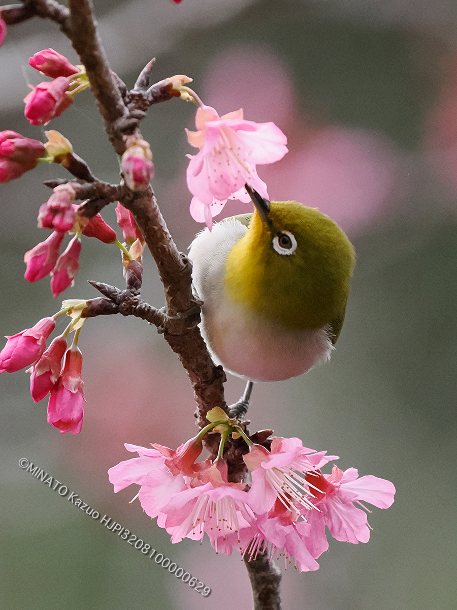 リュウキュウメジロ