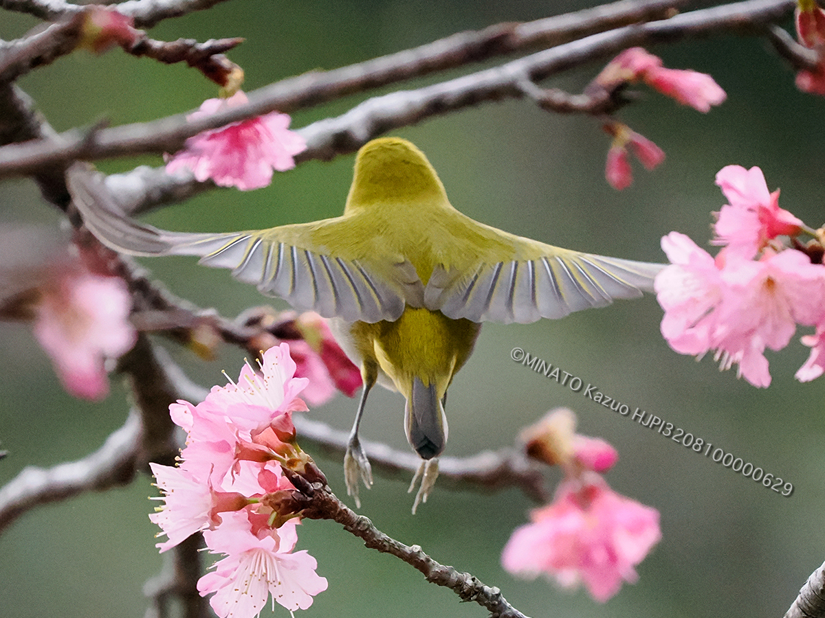 リュウキュウメジロ