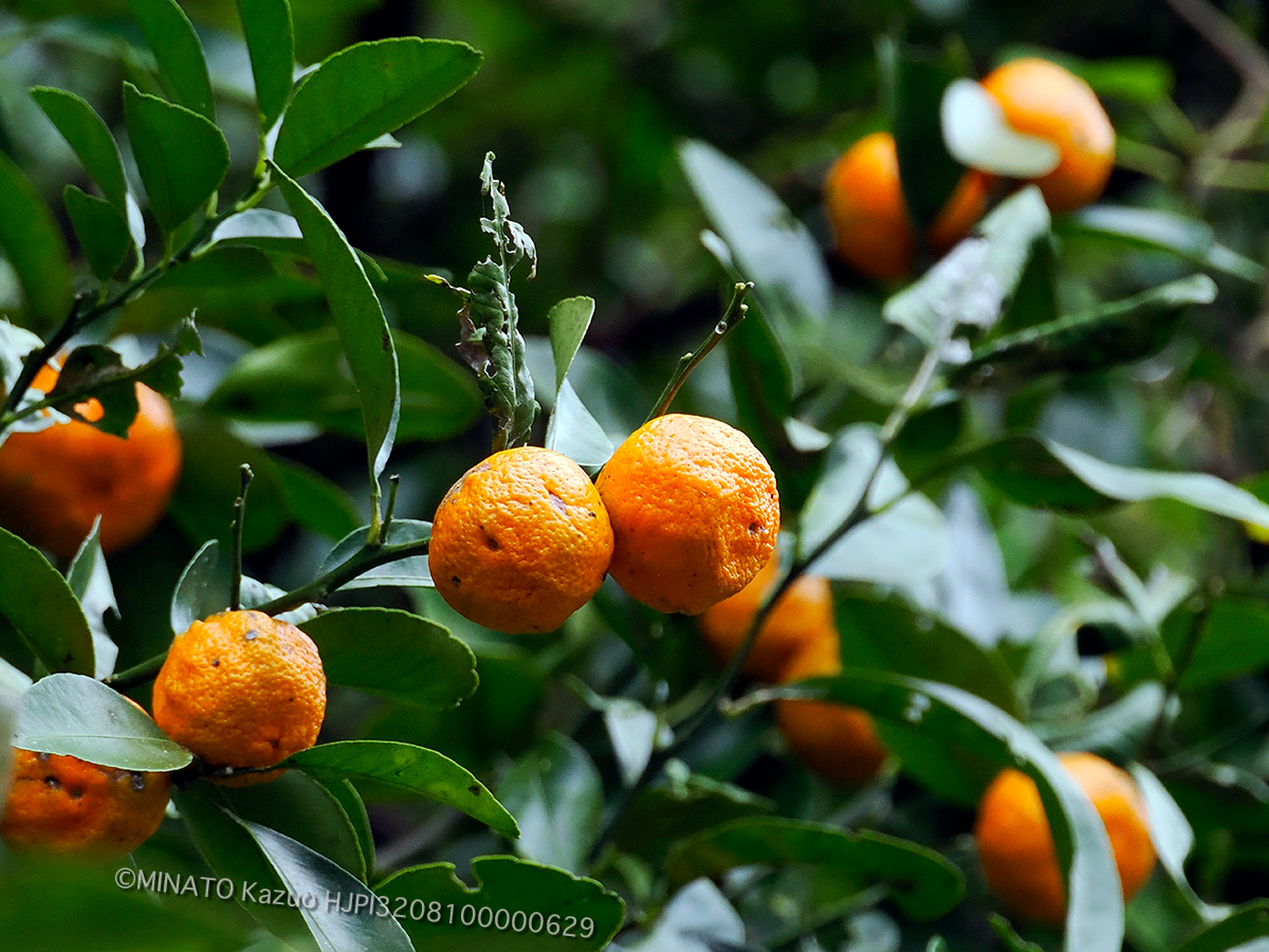 シークワーサー