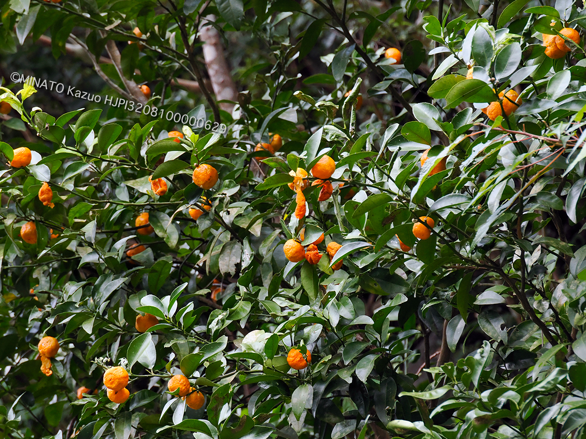 シークワーサー