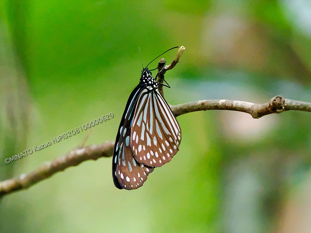 リュウキュウアサギマダラ