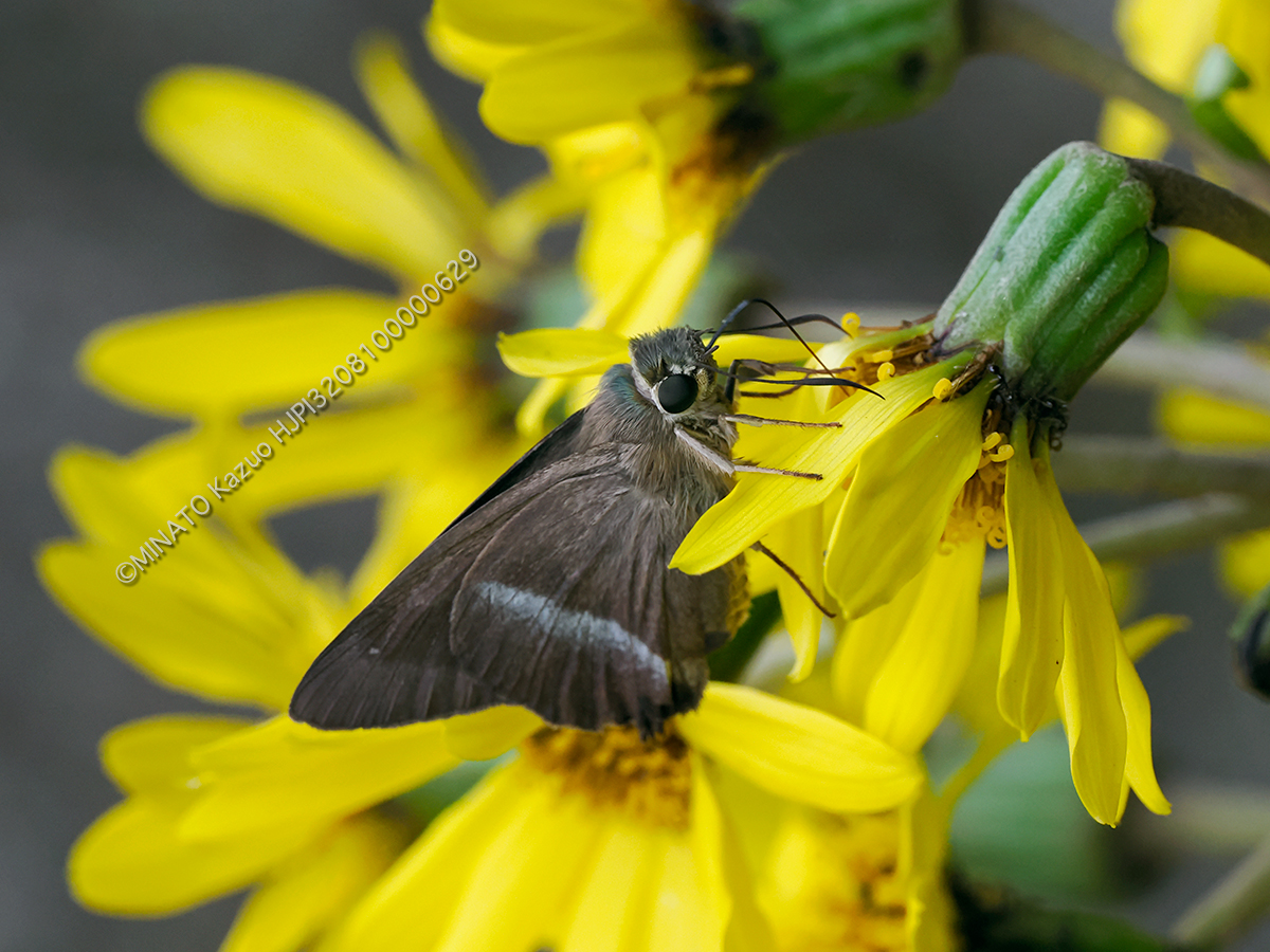 オキナワビロードセセリ