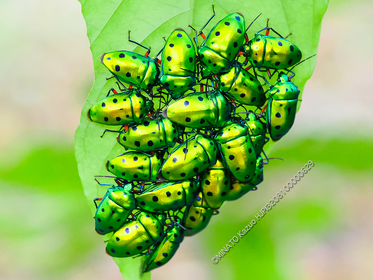 ナナホシキンカメムシ