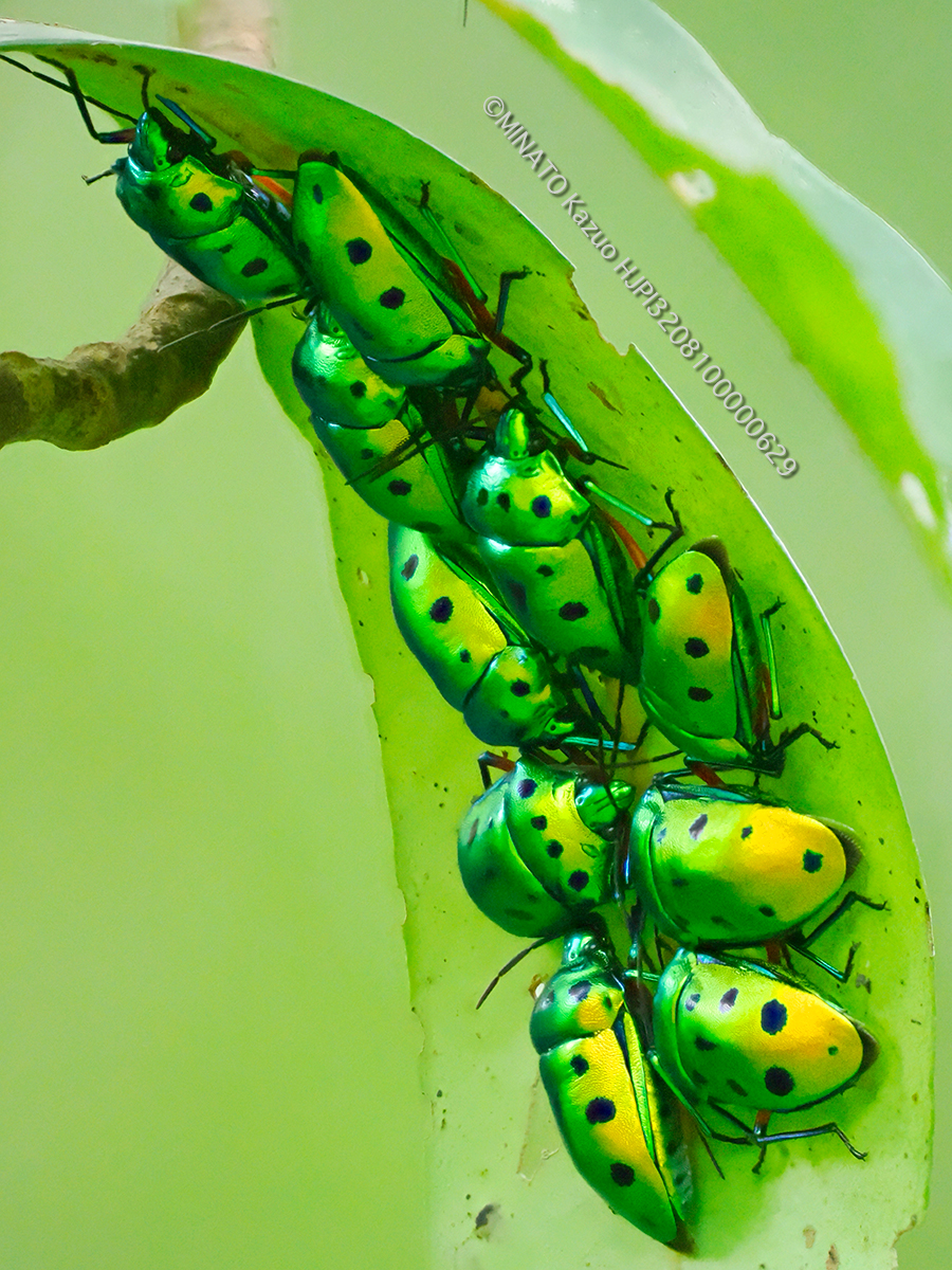 ナナホシキンカメムシ
