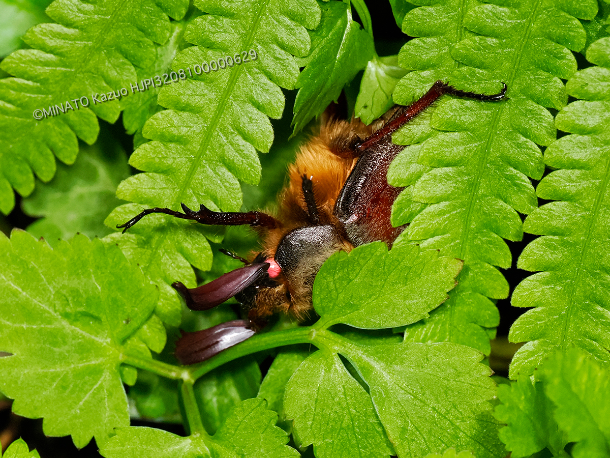 ケブカコフキコガネ