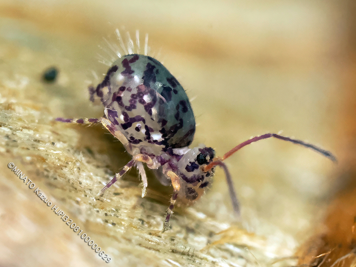 マルトビムシの1種