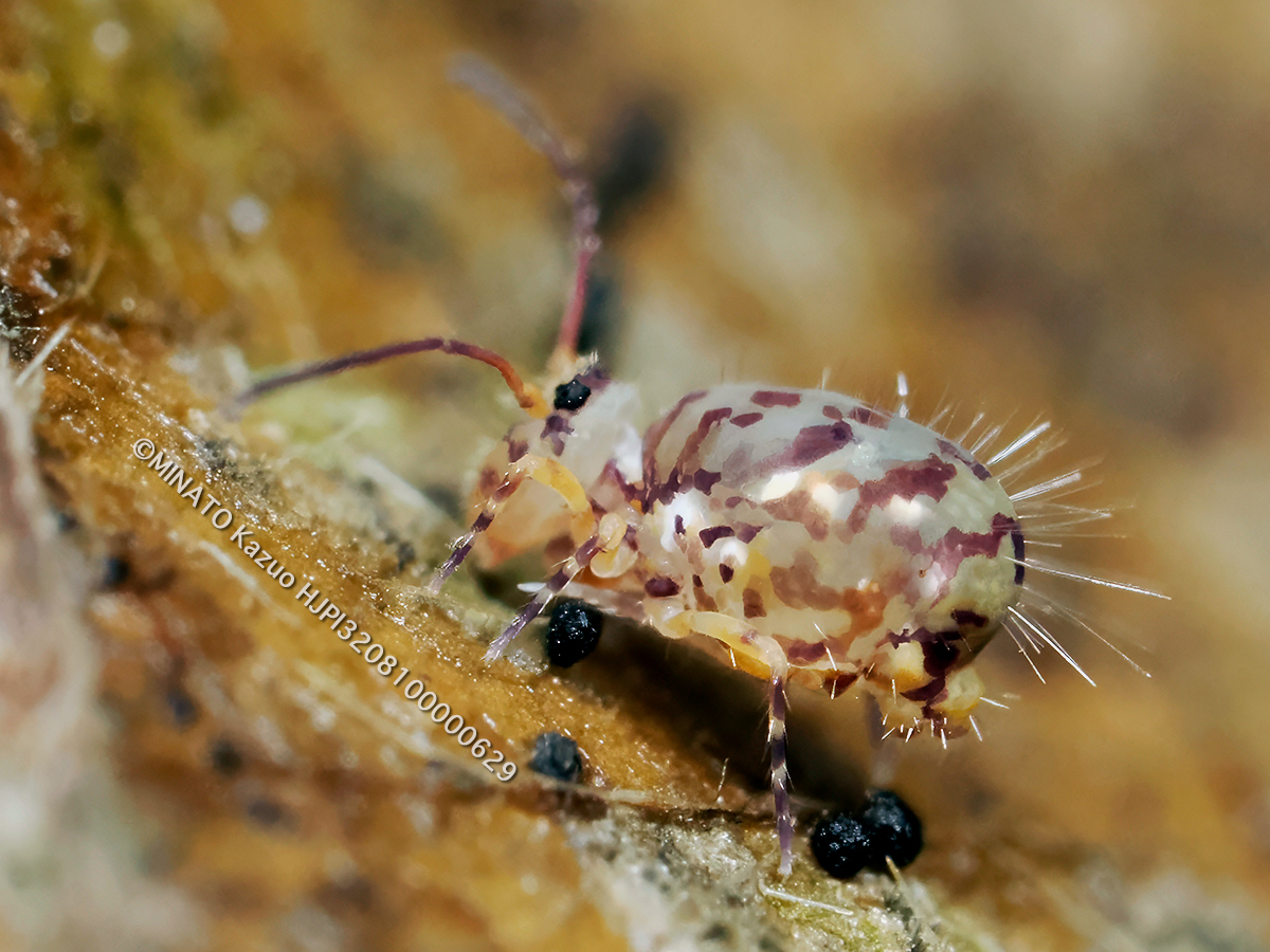 マルトビムシの1種