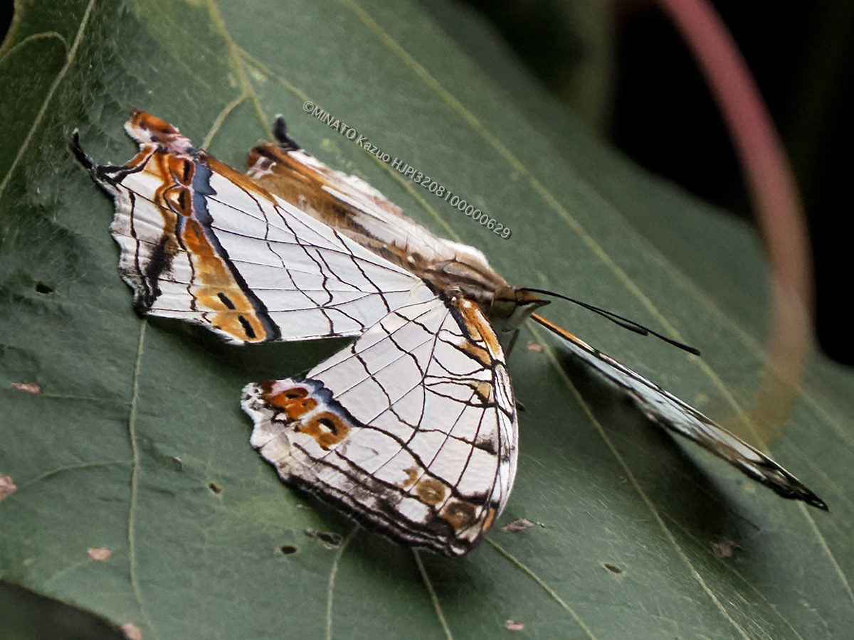 イシガケチョウ