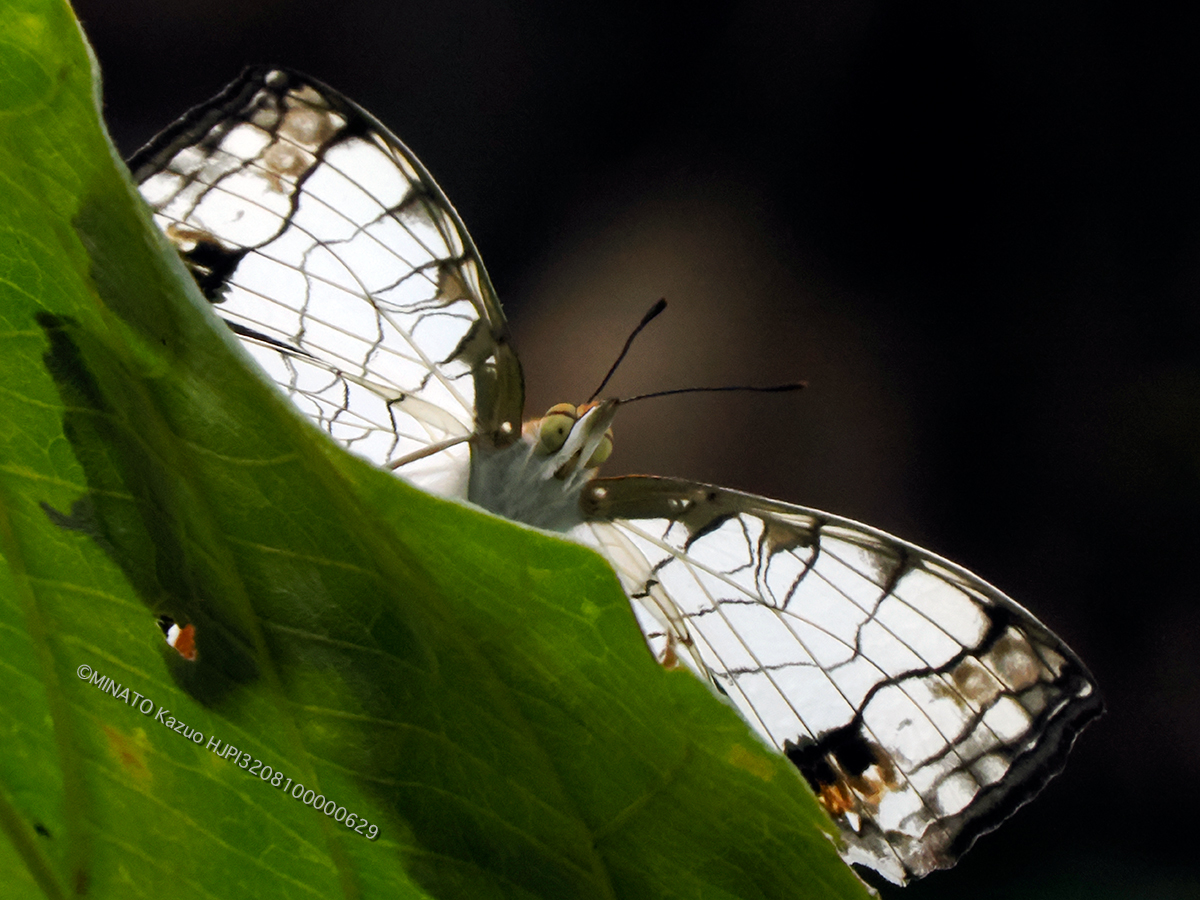 イシガケチョウ