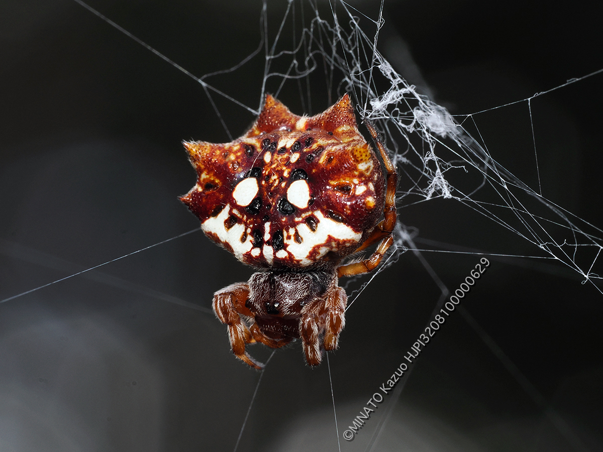 チブサトゲグモ