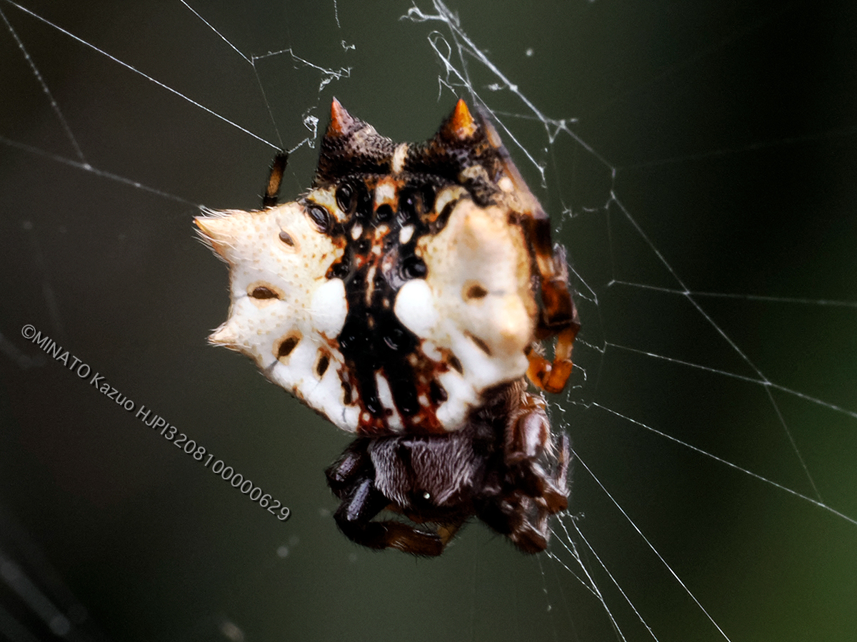 チブサトゲグモ