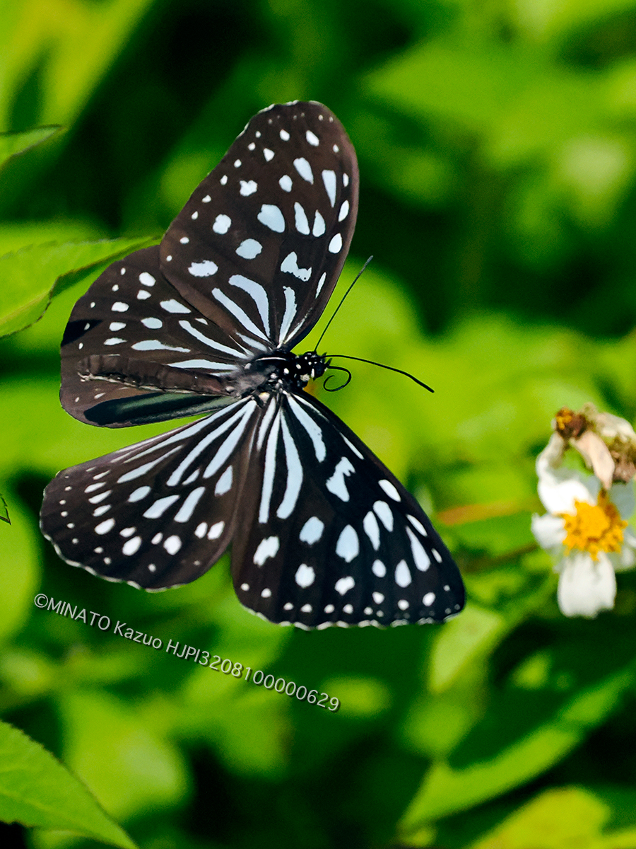 リュウキュウアサギマダラ
