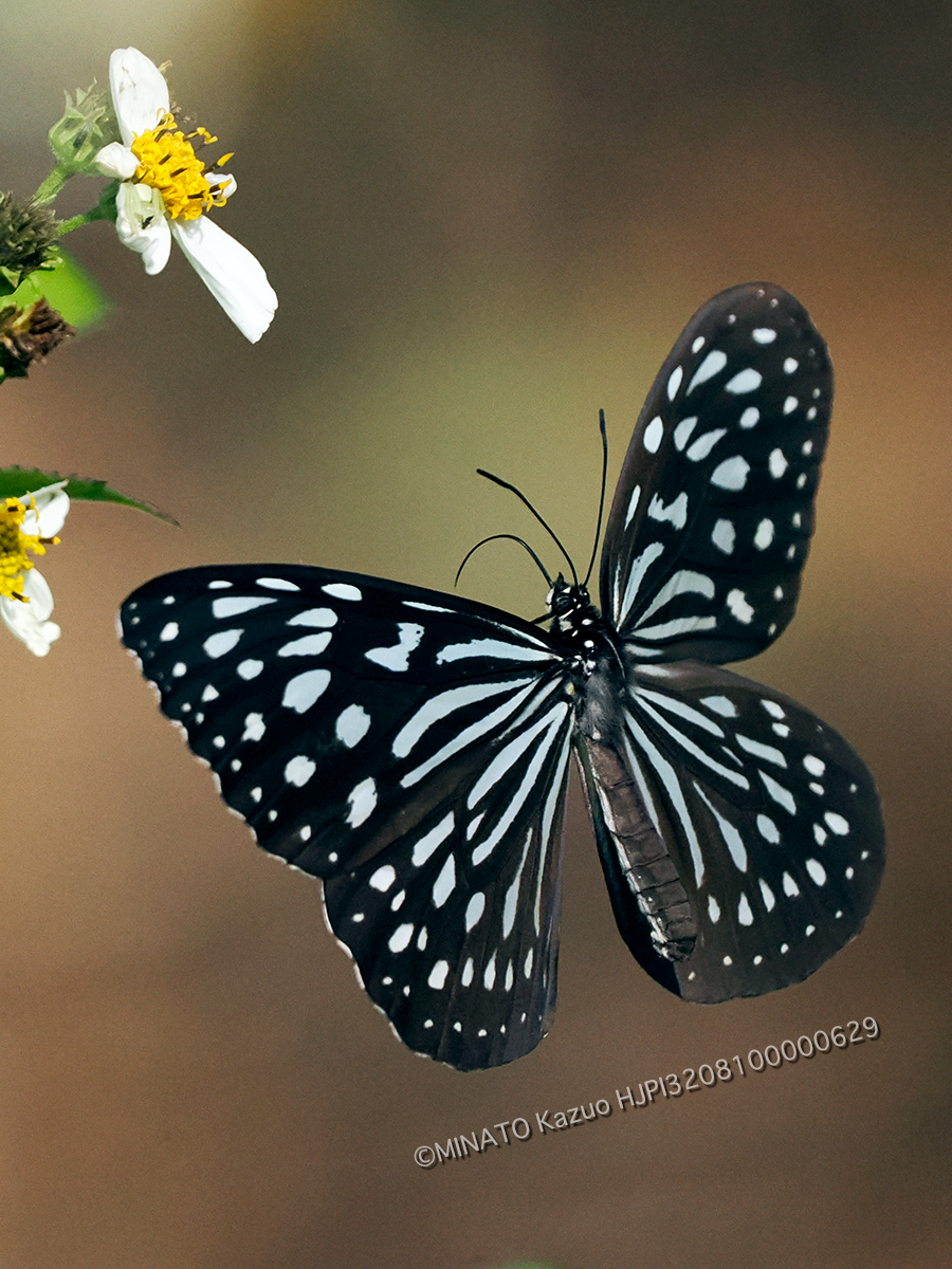 リュウキュウアサギマダラ