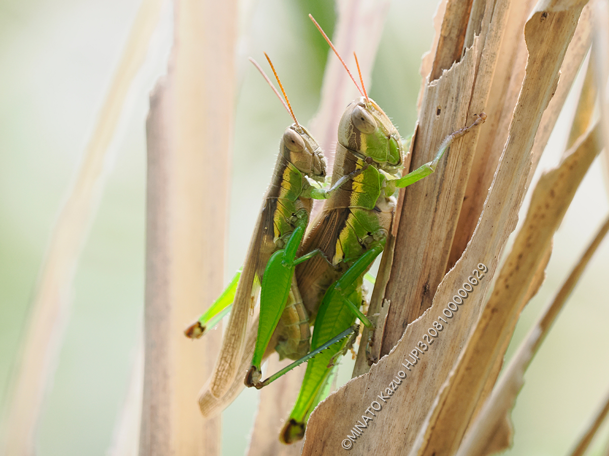 タイワンハネナガイナゴ