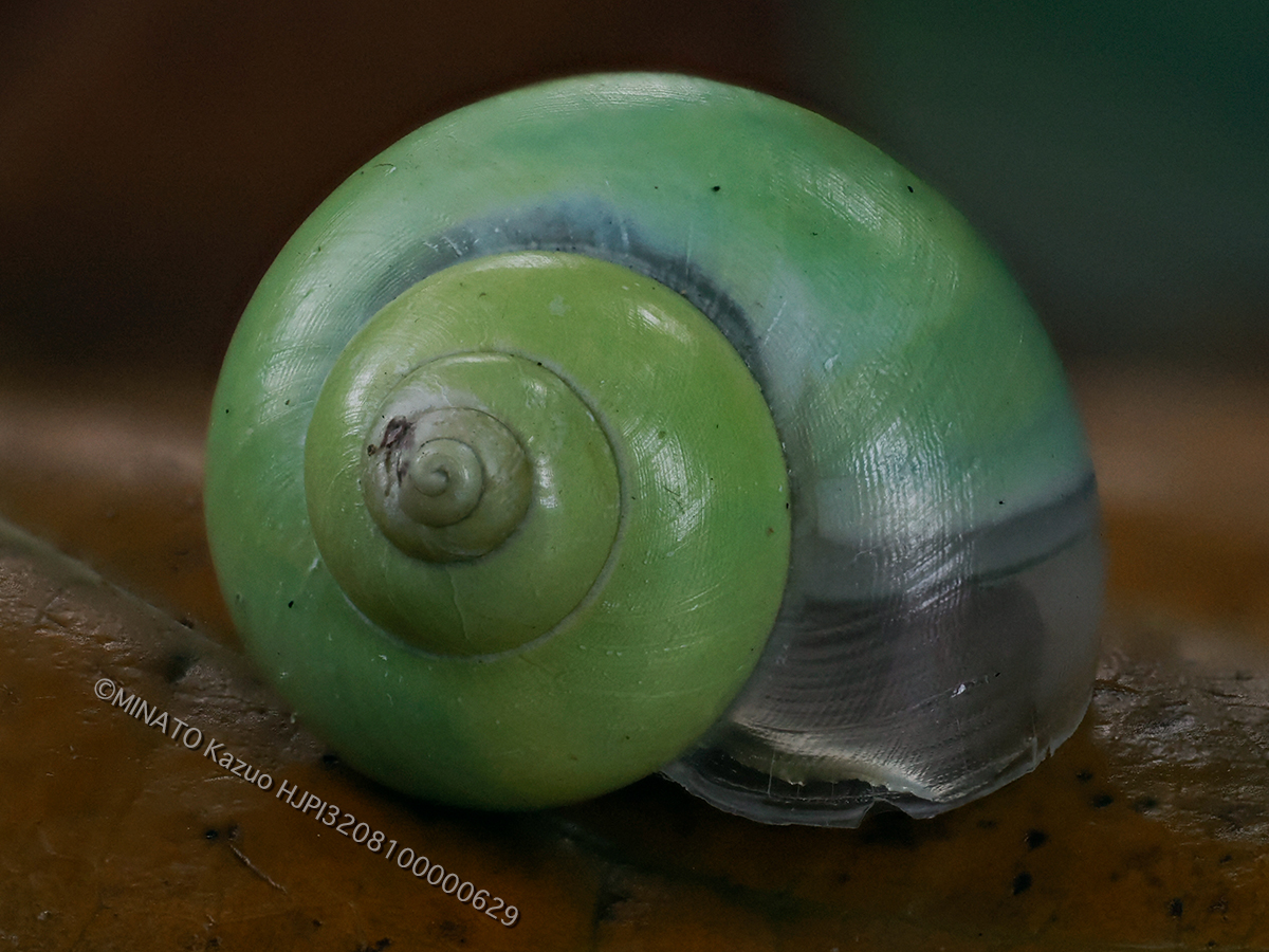 アオミオカタニシ