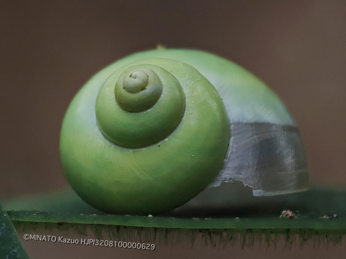 アオミオカタニシ