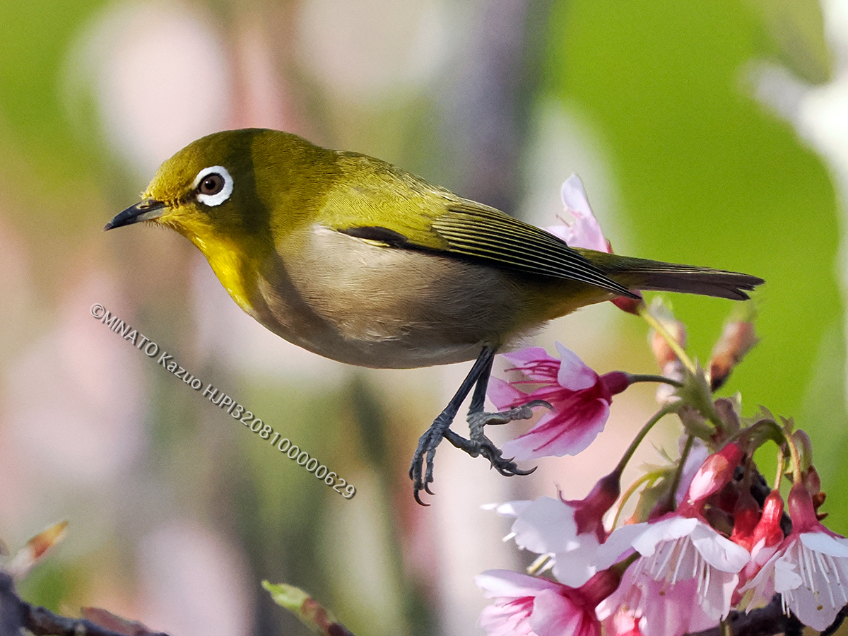 リュウキュウメジロ