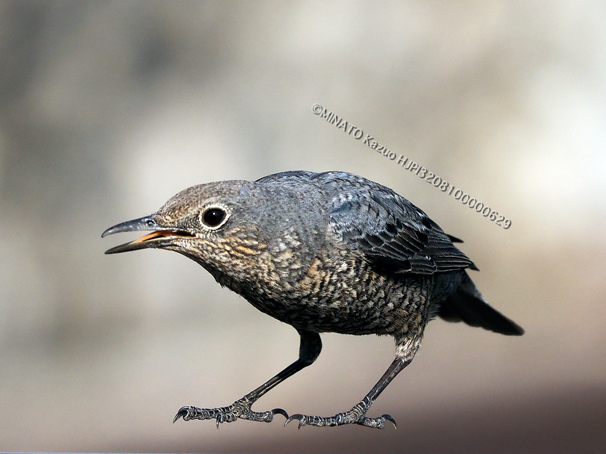 イソひヨドリ雌