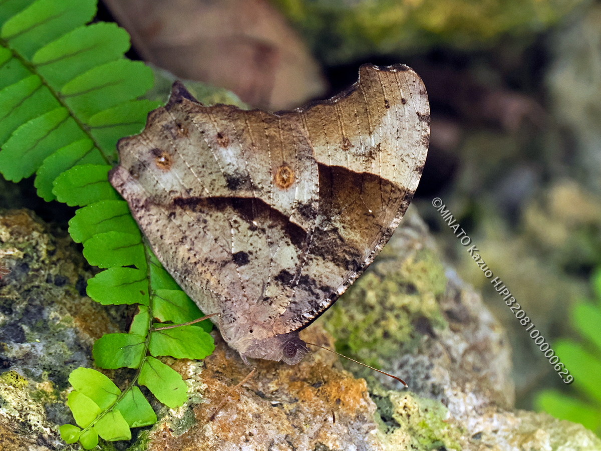 ウスイロコノマチョウ秋型