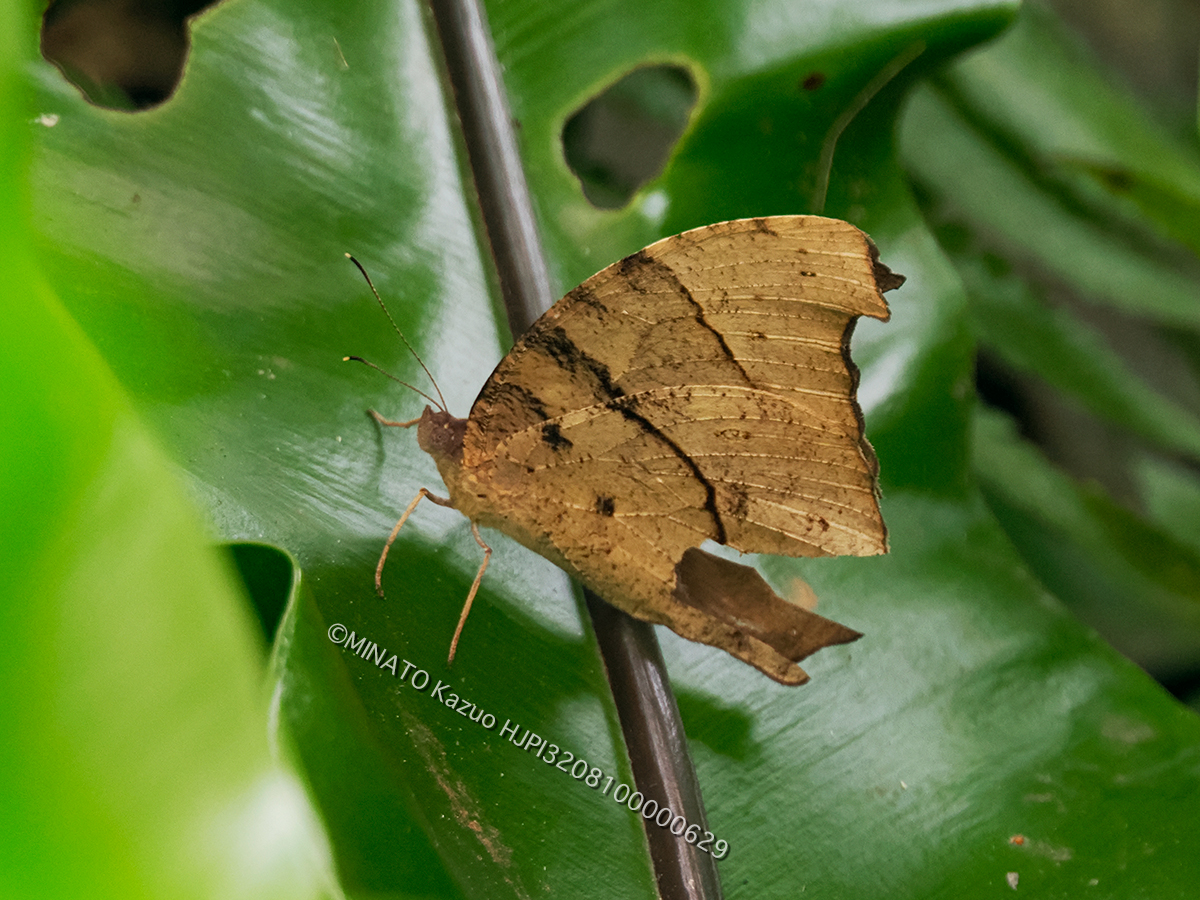ウスイロコノマチョウ秋型