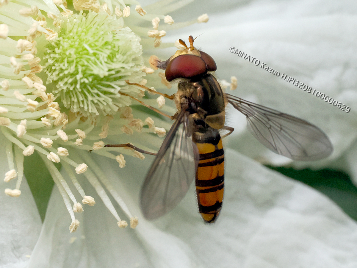 ホソヒラタアブ夏型