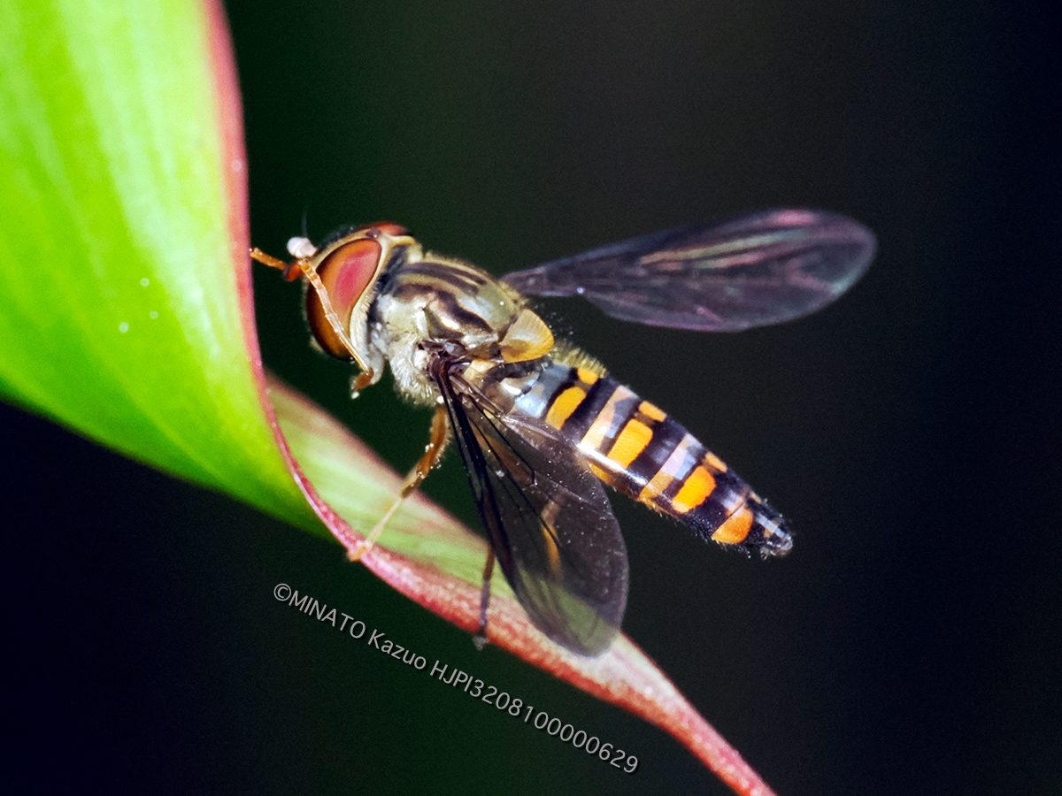 ホソヒラタアブ冬型？