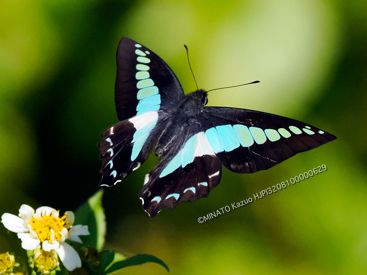 アオスジアゲハ