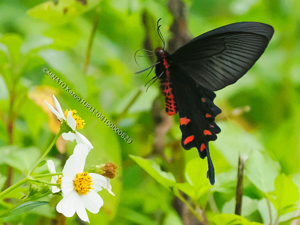 ジャコウアゲハ