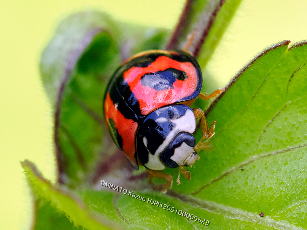 ダンダラテントウ