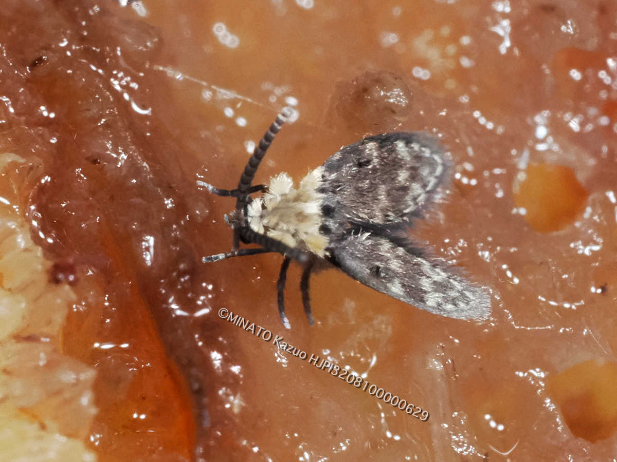 チョウバエの1種