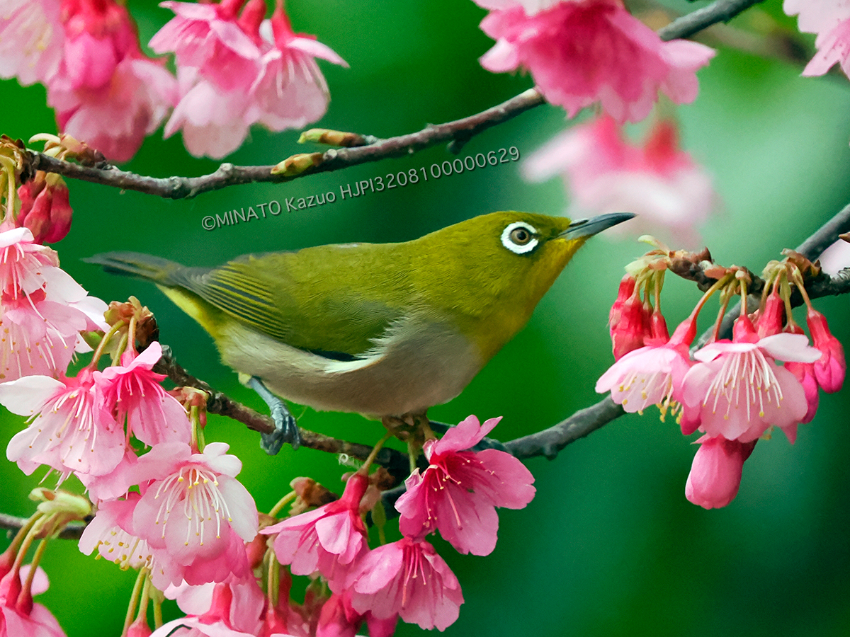 リュウキュウメジロ