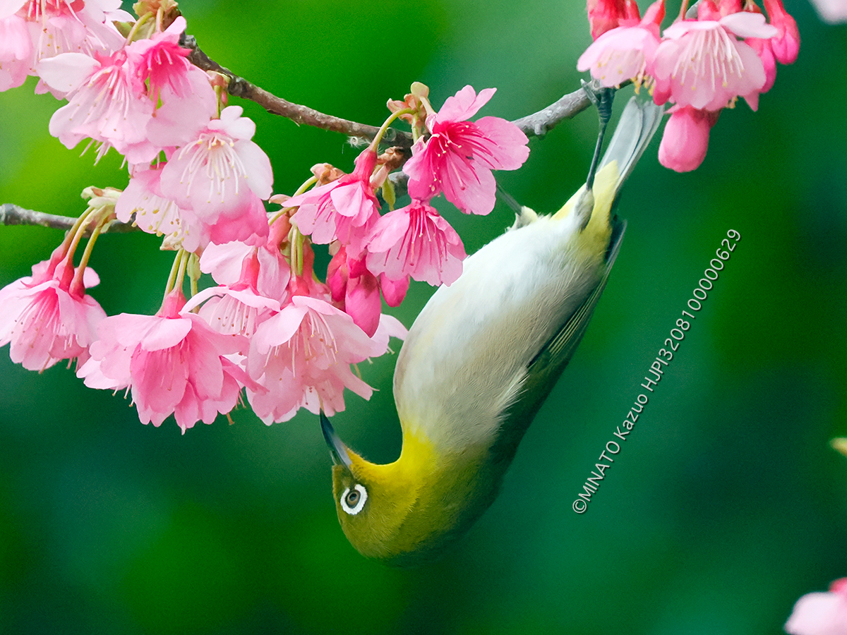 リュウキュウメジロ