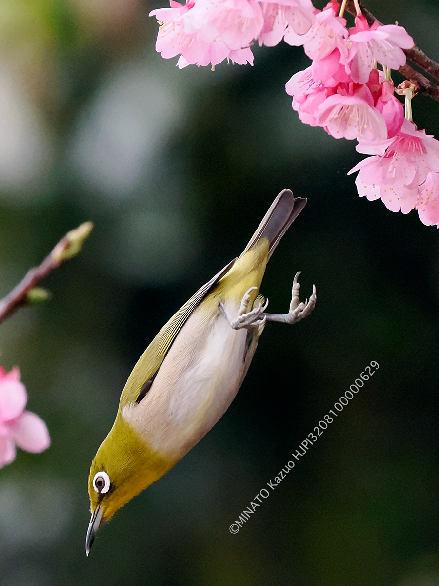 リュウキュウメジロ