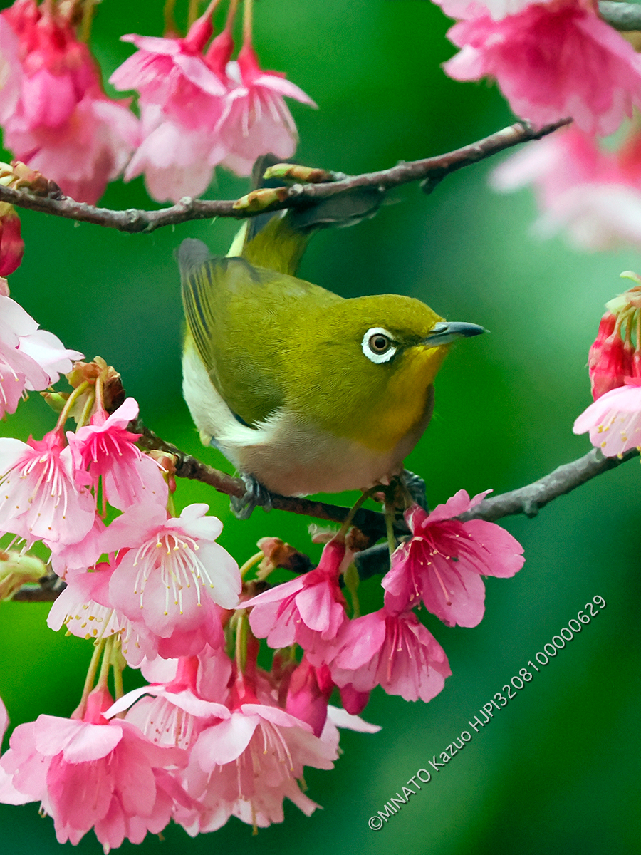 リュウキュウメジロ