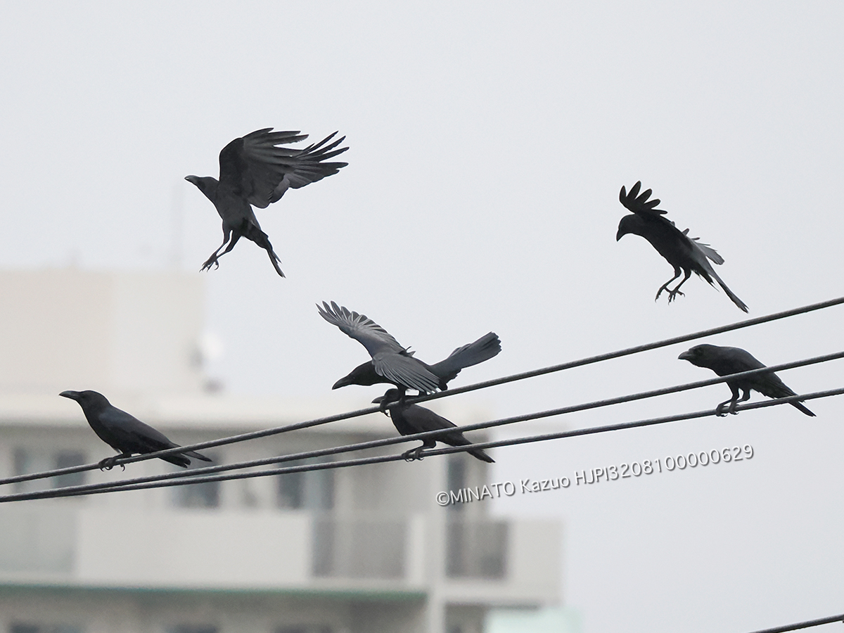 リュウキュウハシブトガラス