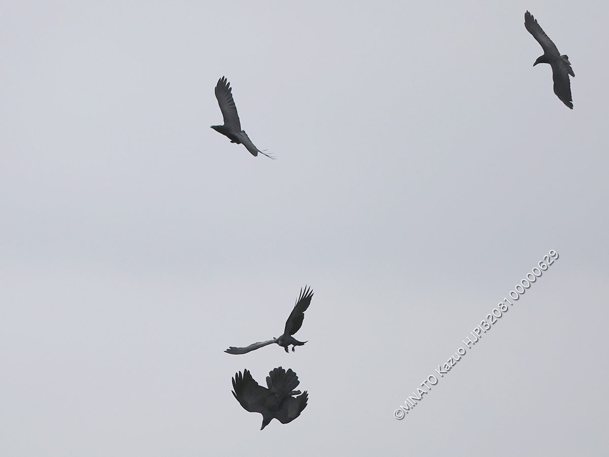 リュウキュウハシブトガラス