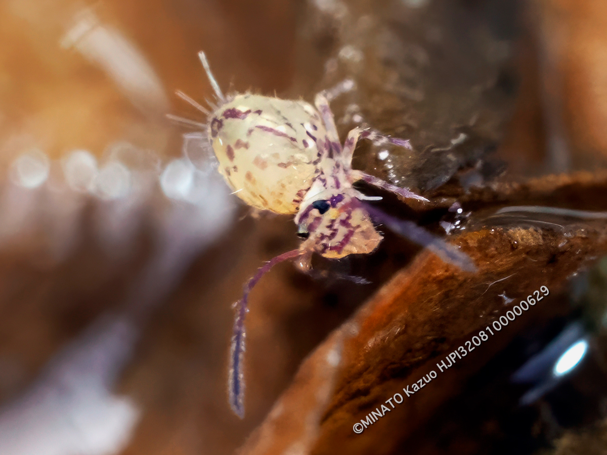ニシキマルトビムシの1種