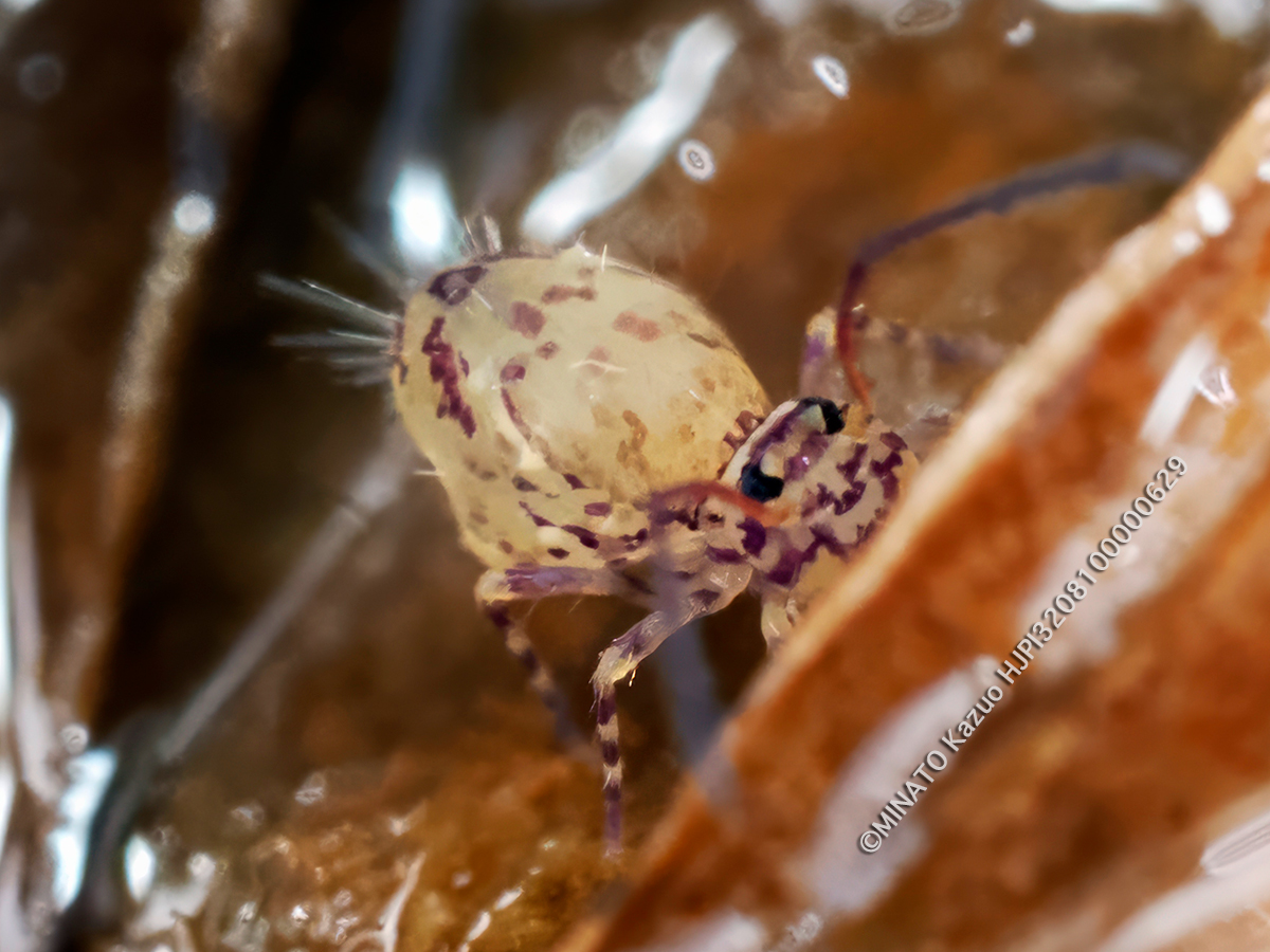 ニシキマルトビムシの1種