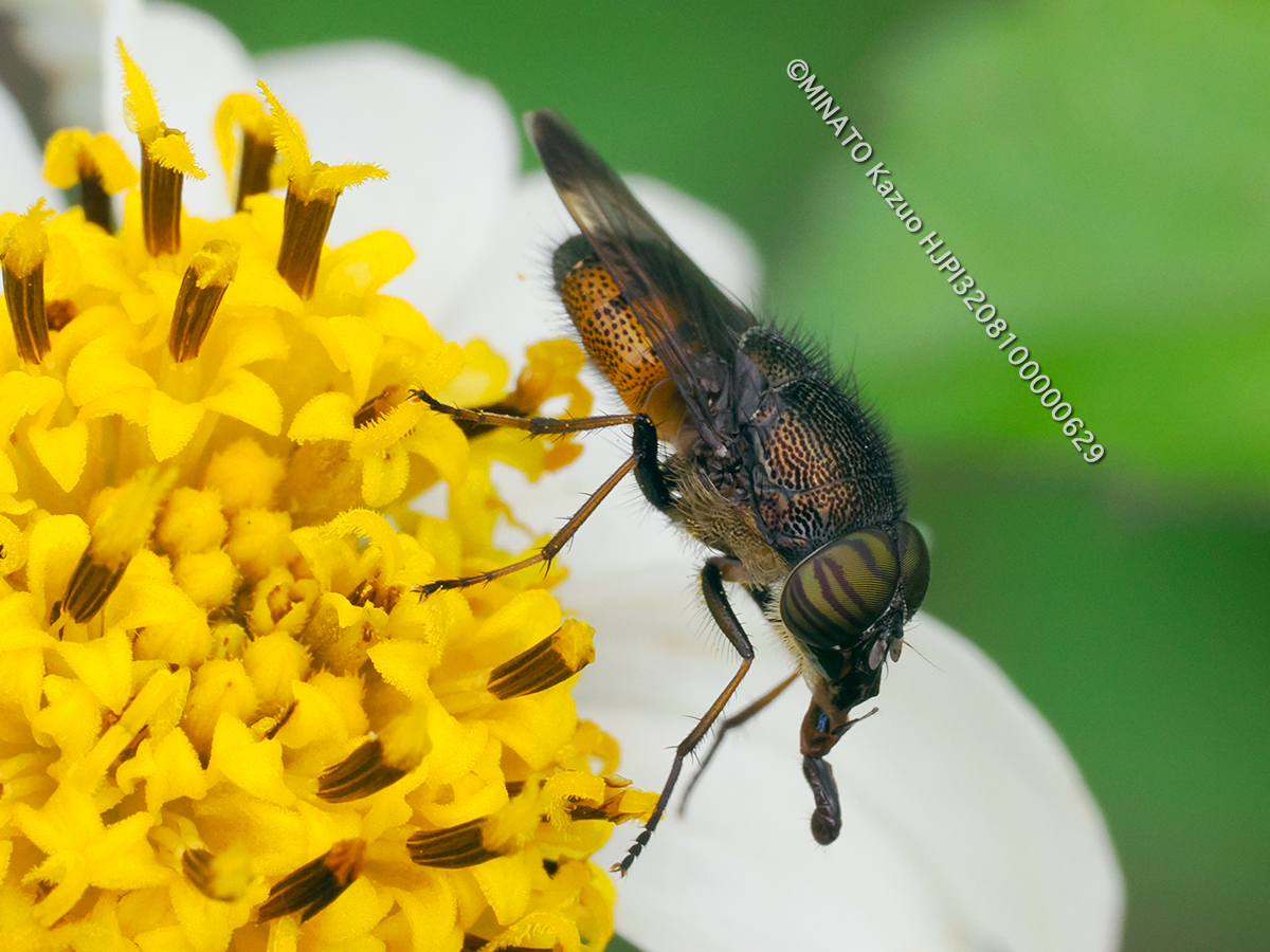 ツマグロキンバエ？