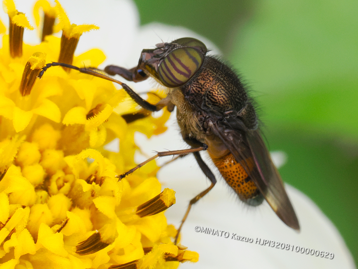 ツマグロキンバエ？