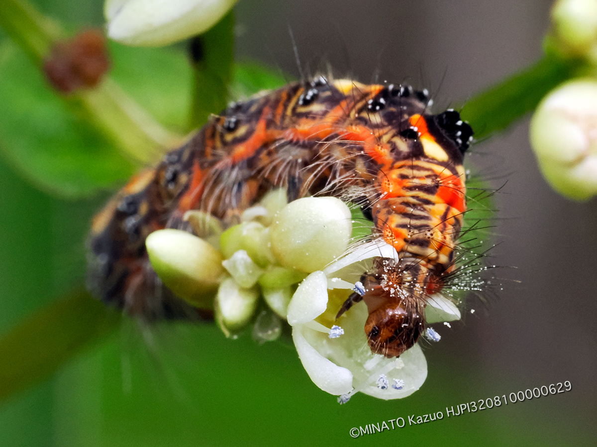 タイワンキドクガ幼虫