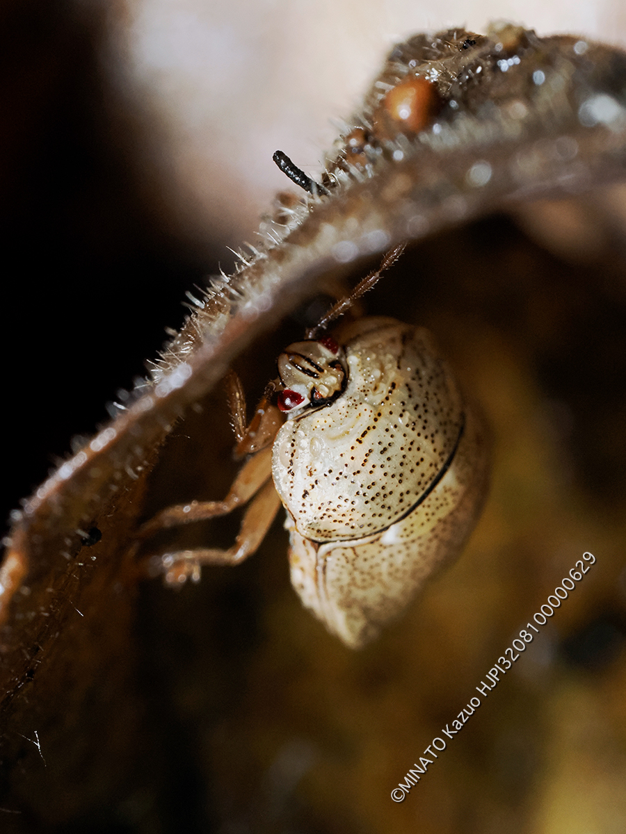 タイワンマルカメムシ