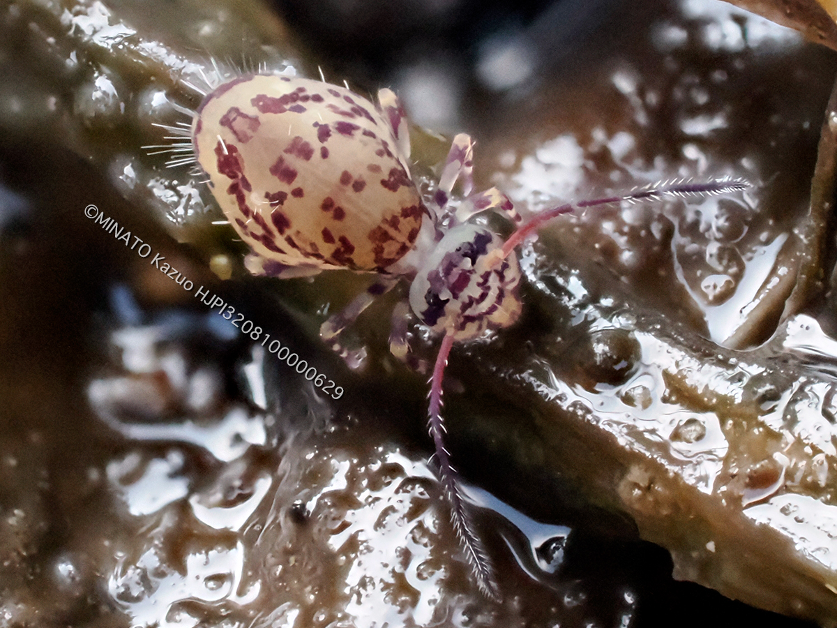 ニシキマルトビムシの1種