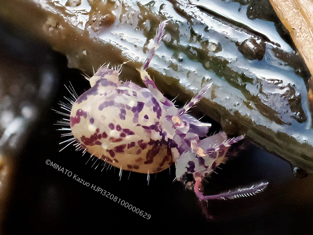 ニシキマルトビムシの1種