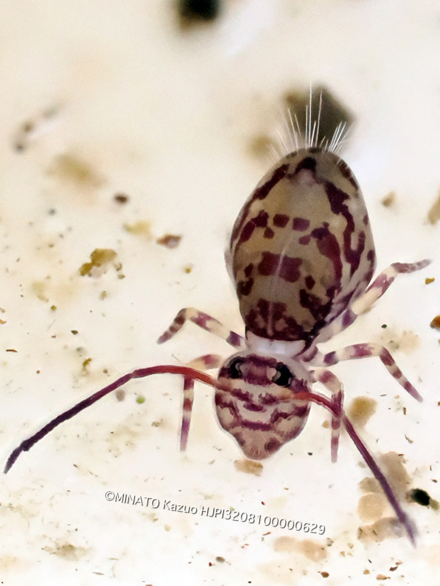 ニシキマルトビムシの1種