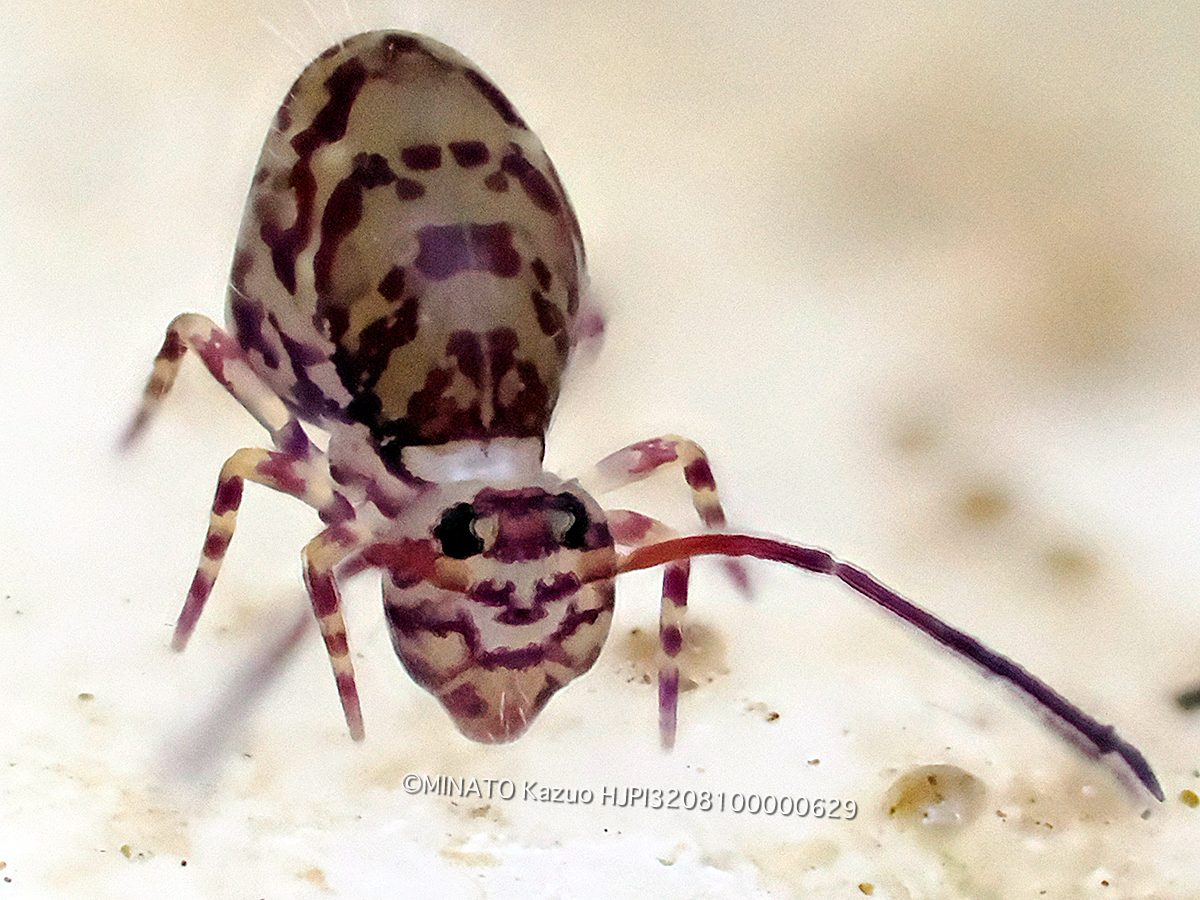 ニシキマルトビムシの1種