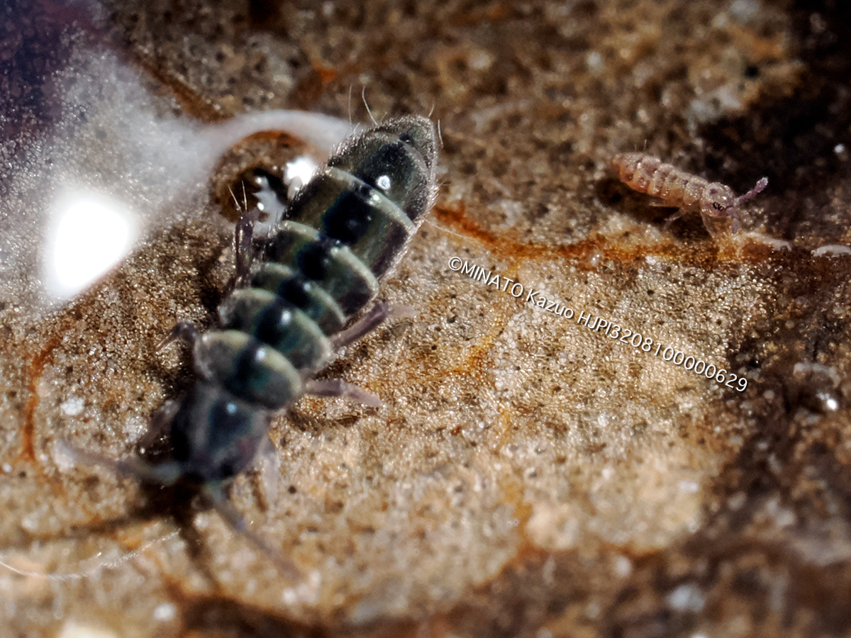 ツチトビムシの1種