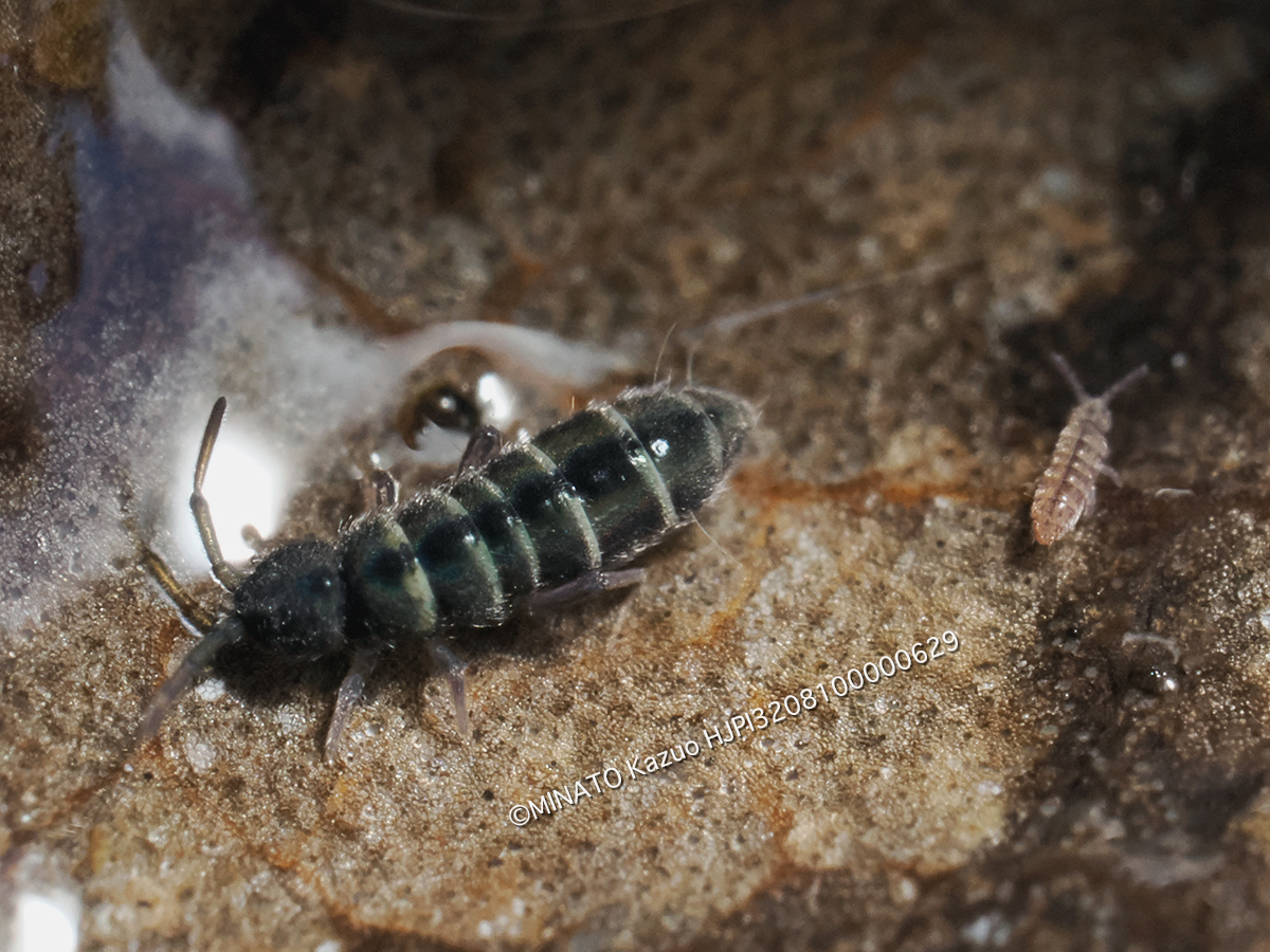 ツチトビムシの1種