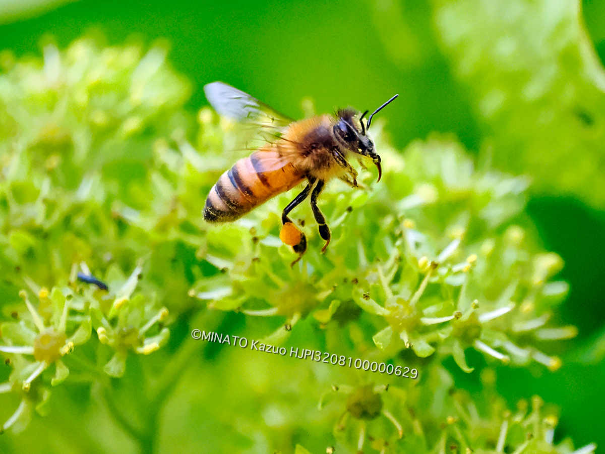 ミツバチ