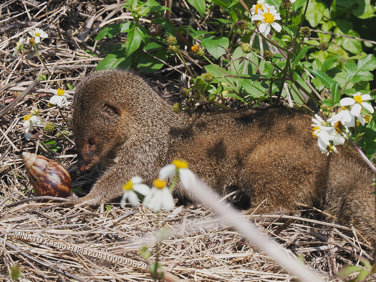 フイリマングース